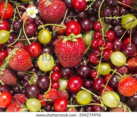 Backdrop with July harvest berry variety mix including strawberries, cherries, red currants, black currants and gooseberries