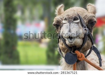 Closeup photo funny face camel in the zoo, Thailand