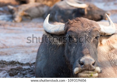 Asia Buffalo face
