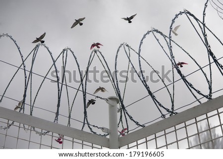 Doves with yearning for freedom on expressing wire closure