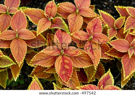 Painted Nettles (coleus plants)
