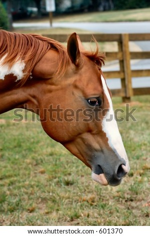 Horse head in profile