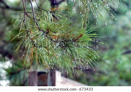 Long leaf pine bough dripping with the morning dew