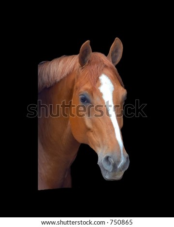 mustang horse head. stock photo : Horse head