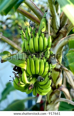 A hand of unripe bananas
