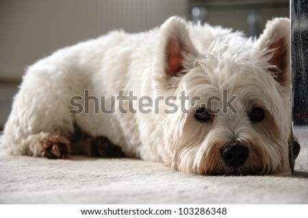 A West Highland terrier relaxing on the carpet.