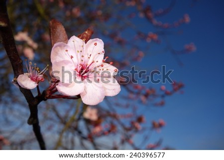 Single Cherry Blossom