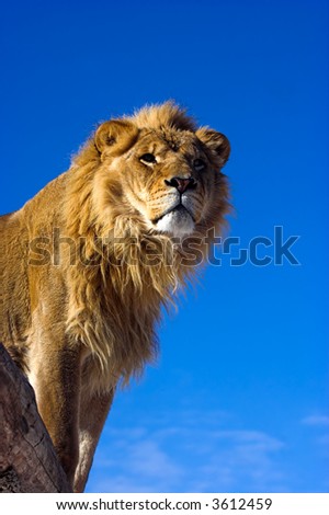 Lion standing on a ledge