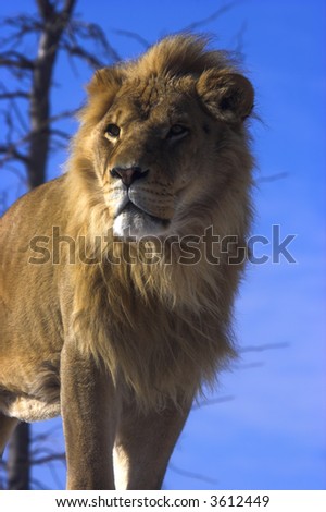 Young lion with blue sky