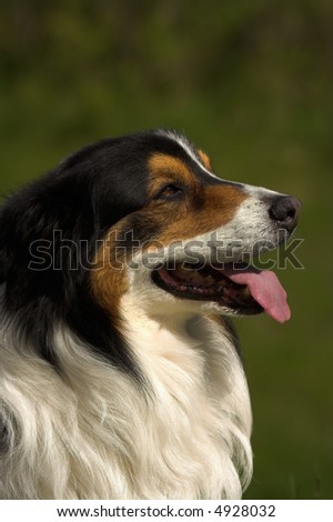 Brown, black and white, very nice looking dog in profile, panting. Copyspace at top of image.