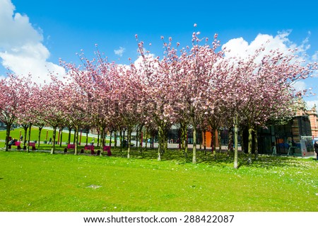AMSTERDAM-APRIL 30: Sloped Lawn & Japanese Cherry Trees across the Museum Square on April 30,2015, the Netherlands. Museum Square is surrounded by the most important museums in Amsterdam.