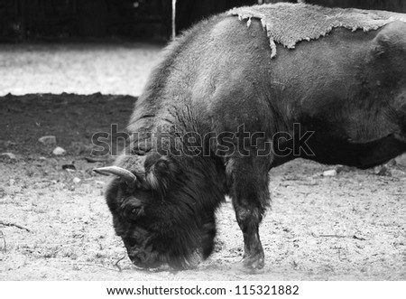 The side view of a wild ox (Bison) in monochrome/The wild cattle