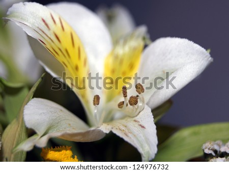 The close-up of a Peruvian lily (Alstroemeria) / Peruvian lily