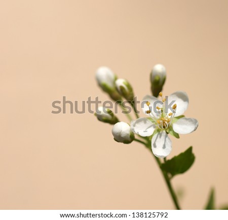 The close-up of a white cherry flower / White cherry flower