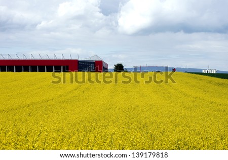 The photograph of a blooming canola field, many go to the people/Walk on the rape field