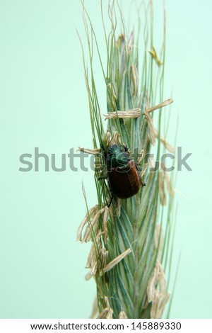 A colorful, shiny metallic beetle, garden chafer, on an ear of corn/Garden chafer