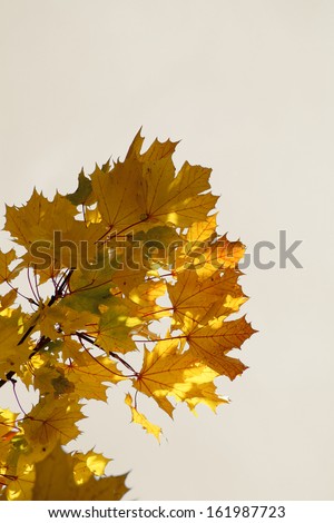 The close-up of yellow maple leaves in autumn / Yellow maple leaves