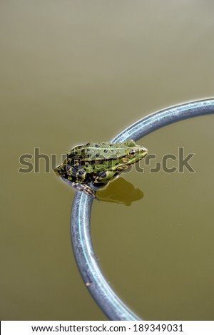 The closeup of a tree frog sitting on a floating ring / Frog sitting on floating ring