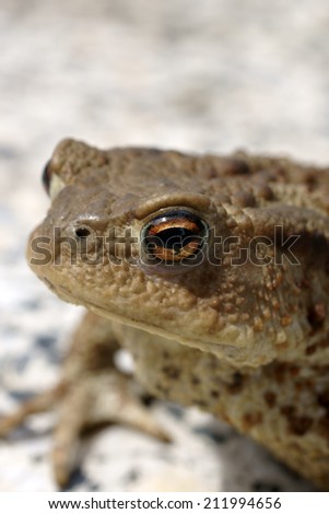The close up of a toad which sits on a granite base / Common Toad
