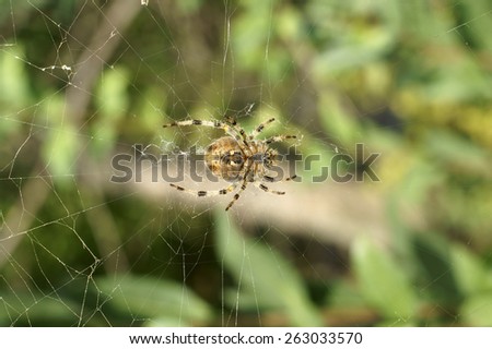 The closeup and underview of a European Garden spider on a spider web / European Garden Spider