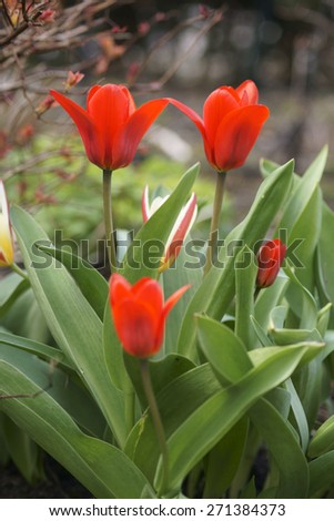 The closeup of intense red tulips with a distinctive calyx / Fire Red tulips