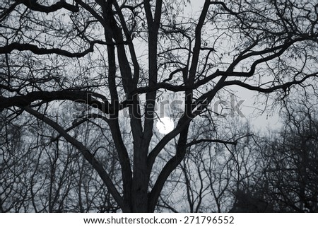 The bright full moon shines through the thicket of a tree with bare branches / Moon between the branches /
