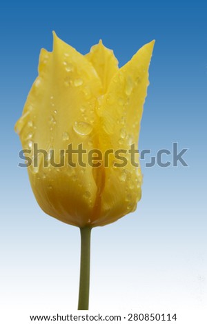 The portrait of a isolated yellow tulip after the rain / Isolated Yellow Tulip