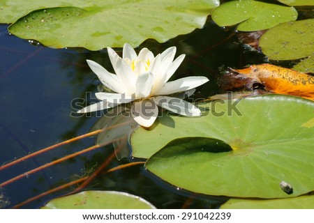 The bloom of a single water lily on the water surface of a pond / Water lily