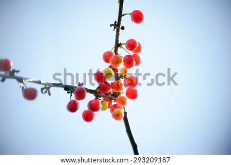 The branch of a cherry tree bursting with ripe and nearly ripe cherry fruits / Nearly ripe cherries