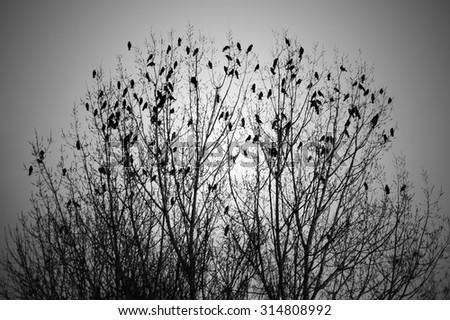 The surreal image of a flock of birds in the autumn branches of a treetop / Flock Of Birds in Tree