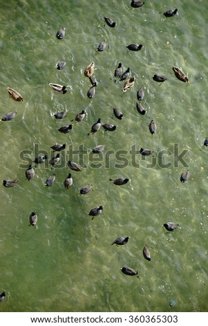 The plan view and bird\'s eye view of a group of waterfowls, coots and ducks at the edge of a lake / Birds eye view on waterfowls