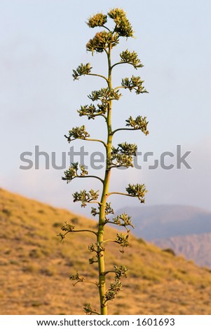 Desert plant. Almeria desert, Spain