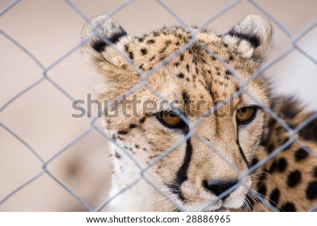 Caged cheetah in animal recovery center. South Africa