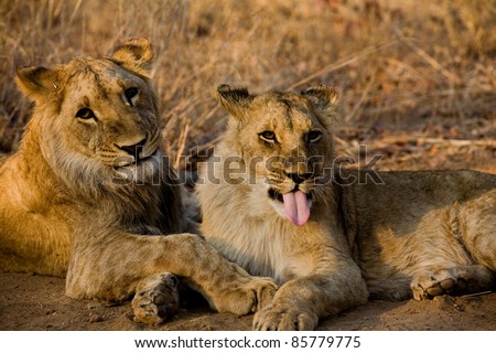 Two young lions. Zimbabwe, Africa