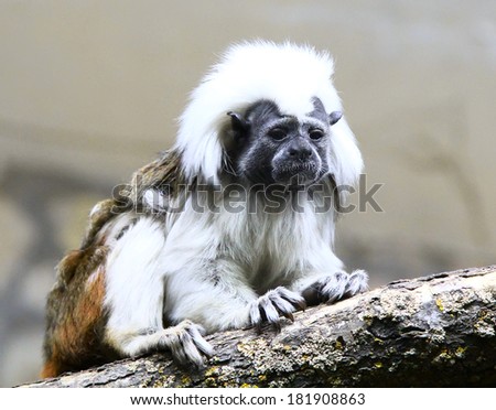 Sad monkey, The Smallest Monkeys in the World, marmoset