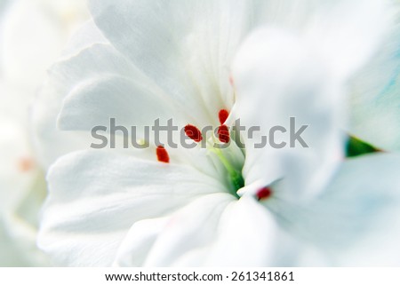 Macro of white geranium flowers