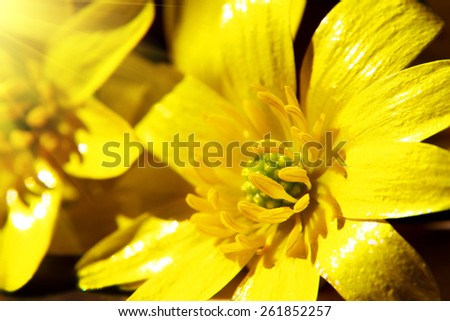 sun\'s rays and yellow flower. natural composition