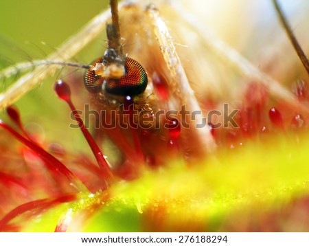 super macro of insect catched by drosera ( sundew )  Natural background