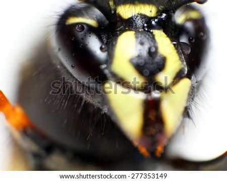 Super macro wasp head with droplets. Alien concept