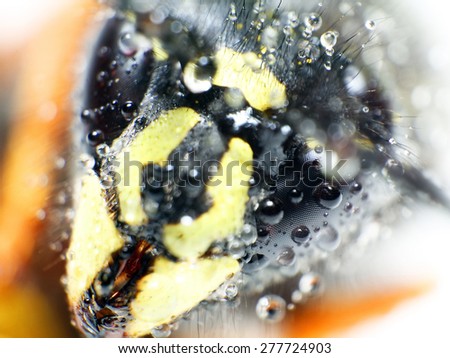 Super macro wasp head with droplets. Alien concept