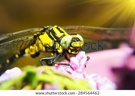 Dragonfly macro. Black and yellow