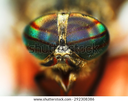 Eyes of an insect. Portrait of a Gadfly (Fly). horse fly head closeup