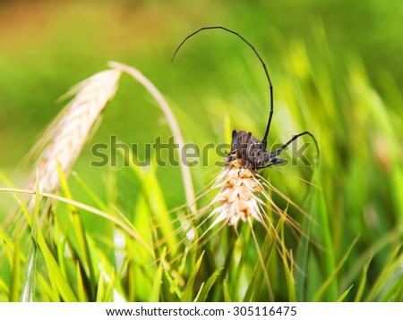 An insect on rye in the grass. Natural composition
