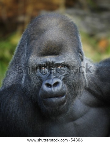 Silver Back Gorilla portrait.