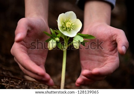 human hands protecting flower in nature