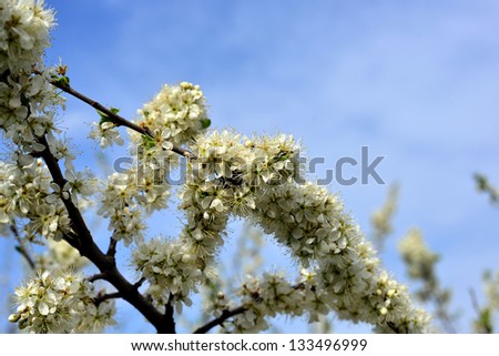 pear blossom and blue sky background