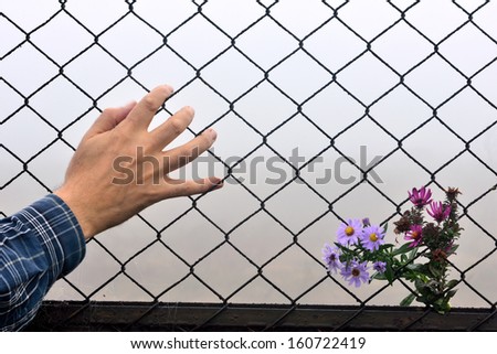 have entered the flower fence and the human hand
