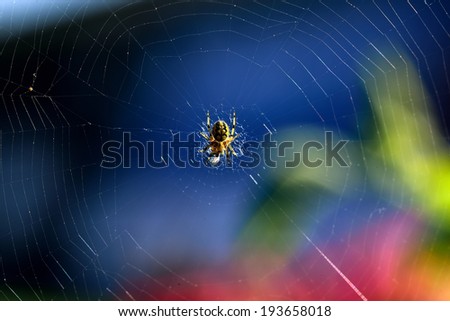 spider web on a blue background