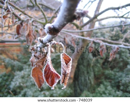 Iced leaves