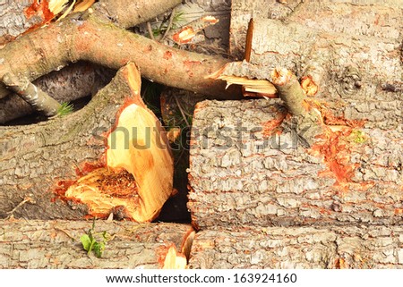 dry tree, felled for firewood